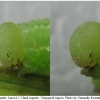 coen leander larva5 volg21